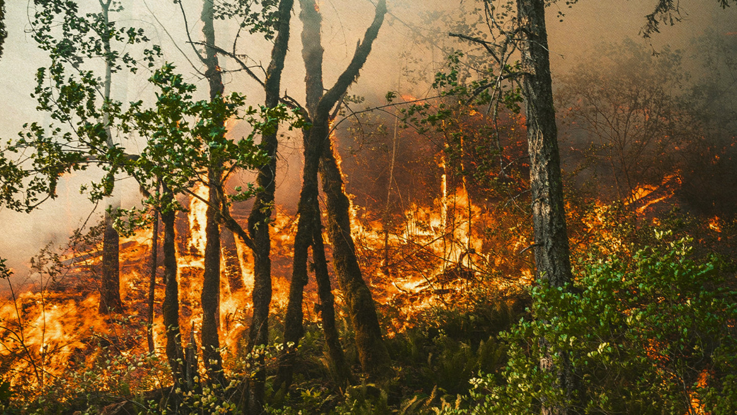 Trees in a forest on fire.